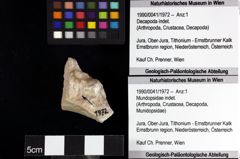 Foto (Objket + Etiketten) von Mundopsidae indet. 